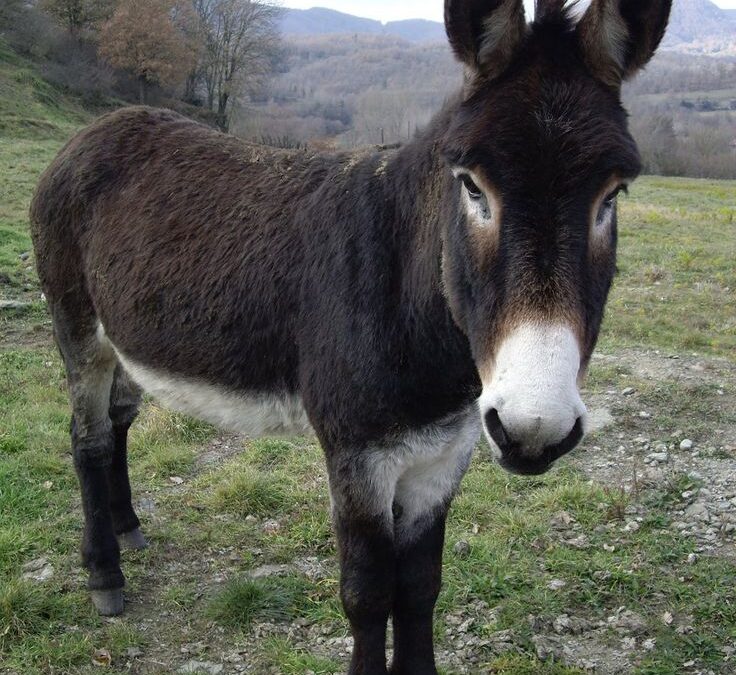 🫏 Ce que mon âne m’apprend sur l’écoute